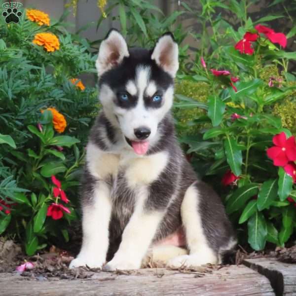 Sally, Siberian Husky Puppy